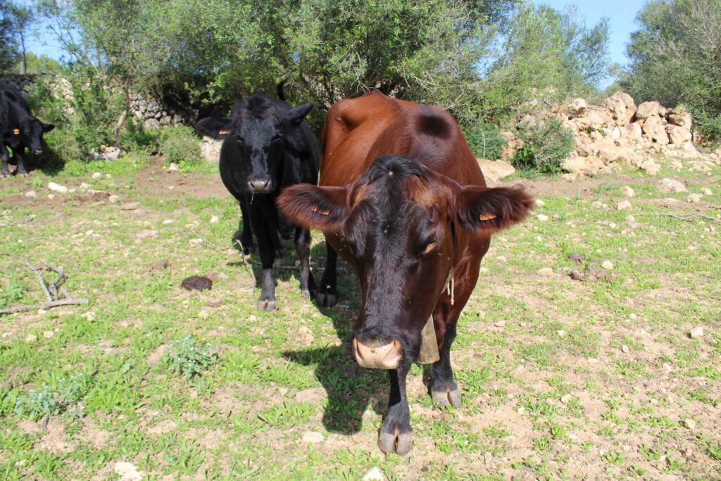 Vaques Angus, rústiques i dòcils